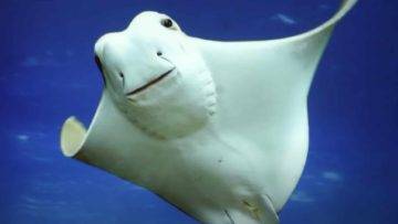 15 Most Creepy Albino Sea Creatures