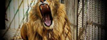 10 Terrifying Animals That Escaped From The Zoo