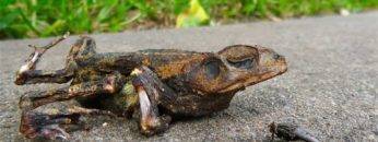 Top 10 Animals That Live After Death