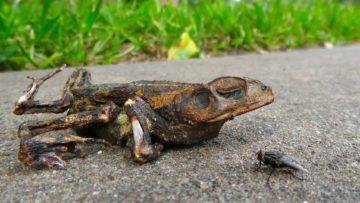 Top 10 Animals That Live After Death