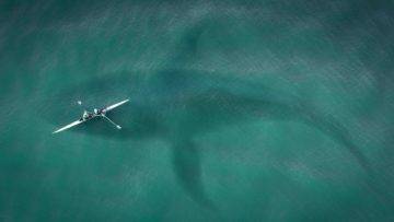 Top 10 Unbelievable Animals That Saved People’s Lives