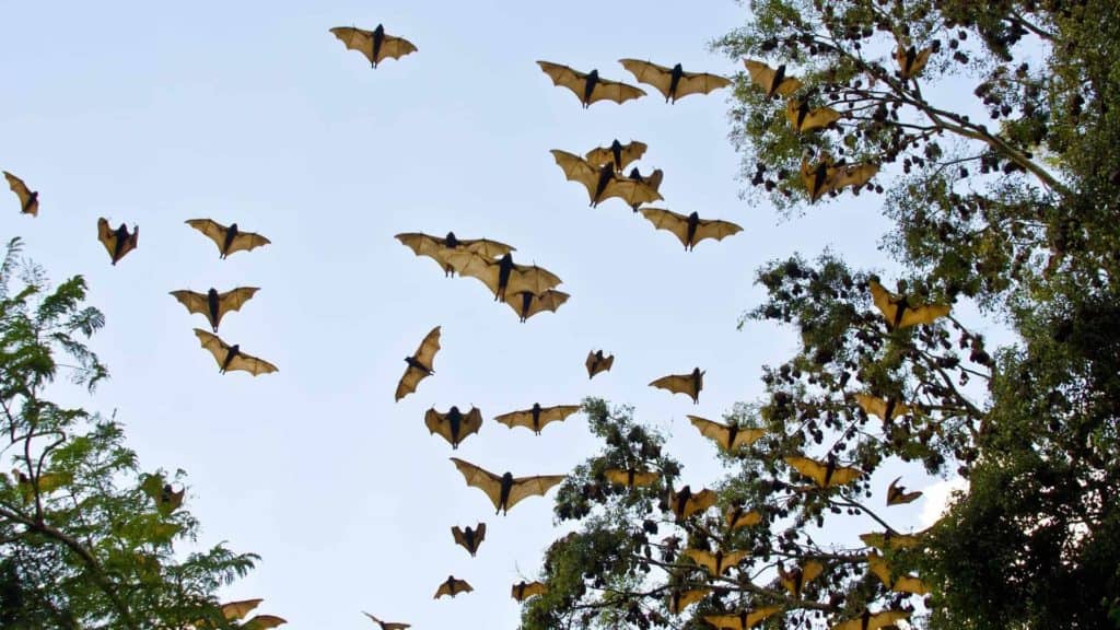 What Would Happen If All The Bats In The World Disappeared?