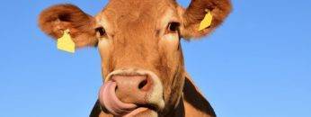 What Would Happen If Everyone Ate Beans Instead of Beef?