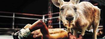 Top 10 Animals You Don’t Want To Mess With