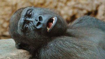 10 Animals Close to Extinction!