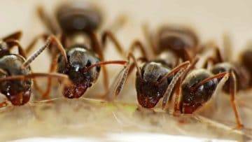 What If Humans Lived Like Ant Colonies