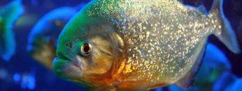 10 Scariest Things In The Amazon RainForest!