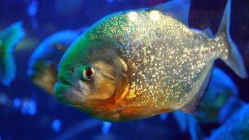 10 Scariest Things In The Amazon RainForest!