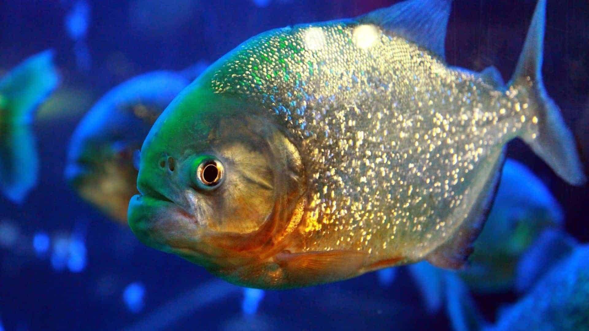 10 Scariest Things In The Amazon RainForest!