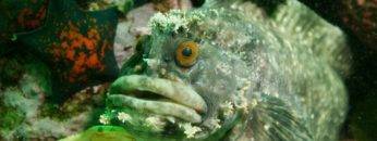 Top 9 Scariest Ocean Creatures That Swim With You