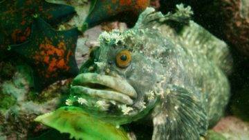 Top 9 Scariest Ocean Creatures That Swim With You