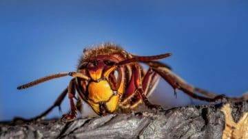 Can A Murder Hornet Kill You? What You NEED To Know!