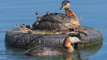Top 15 Most Amazing Bird Nests In The Animal World!