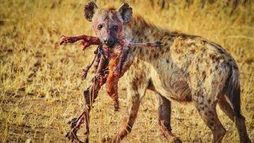 Top 10 Animals With The Strongest BITE Force!