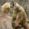 Top 15 Epic Animal Fights That Messed With The WRONG Opponent!