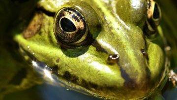 Animals with the BIGGEST Mouths In The World!