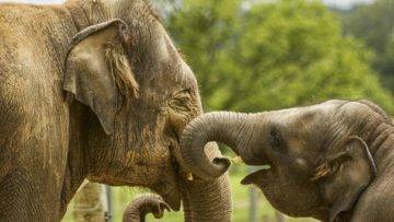 How Animals Mourn And Say Goodbye To The Dead