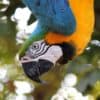 Top 15 Amazing Animals That Can Talk Like Humans!