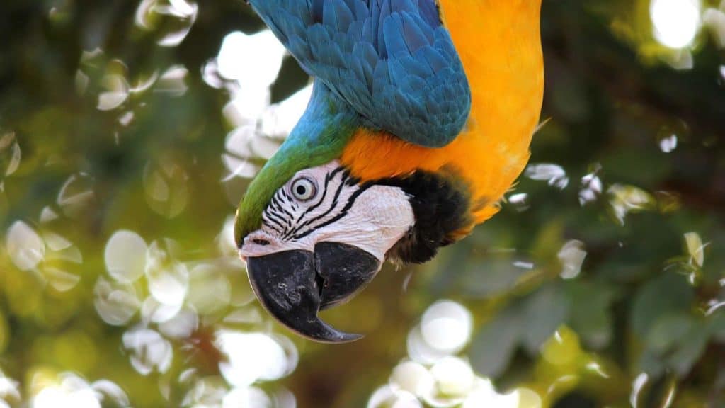 Top 15 Amazing Animals That Can Talk Like Humans 