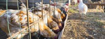 What You Need To Know BEFORE Grocery Shopping For Chicken!