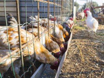 What You Need To Know BEFORE Grocery Shopping For Chicken!