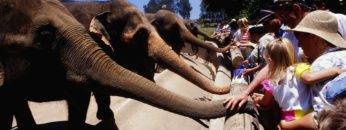 Top 10 Best Zoos In the World You Need To Visit!