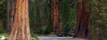 Top 15 BIGGEST Trees in the World!