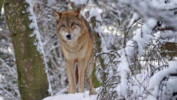 Top 15 Most Dangerous Animals In The Arctic!