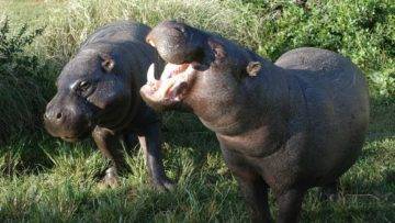 10 Most Unusual Dwarf Animals In The World!