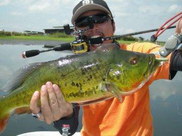 Top 10 Most Expensive Fish In The World (If You Can Catch Them)