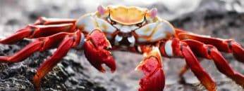 What Is Imitation Crab Meat ACTUALLY Made Of?