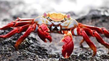 What Is Imitation Crab Meat ACTUALLY Made Of?