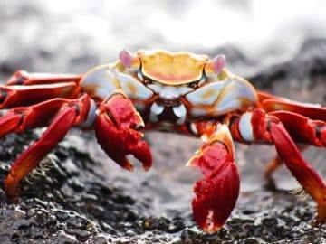 What Is Imitation Crab Meat ACTUALLY Made Of?