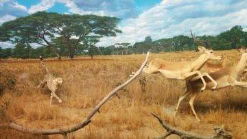 Top 10 Fastest Animals On The Planet!