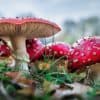 What Would Happen If Giant Mushrooms Grew On Earth (Again)?
