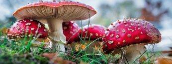 What Would Happen If Giant Mushrooms Grew On Earth (Again)?