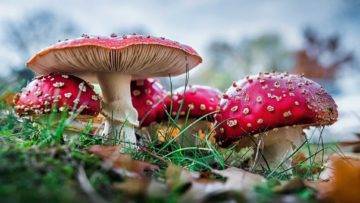 What Would Happen If Giant Mushrooms Grew On Earth (Again)?