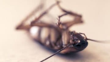 Top 16 Most HATED Insects That Need to Be Squashed!