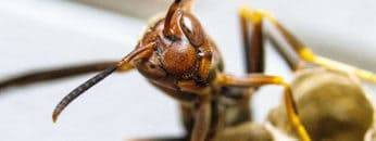 Top 15 Most PAINFUL Animal Stings In The World!