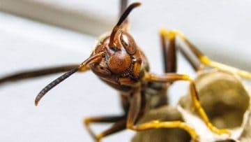 Top 15 Most PAINFUL Animal Stings In The World!