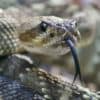 Top 15 Rarest Snakes In The World!