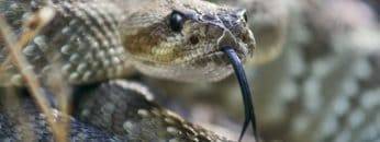 Top 15 Rarest Snakes In The World!