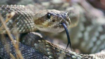 Top 15 Rarest Snakes In The World!