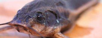 15 Incredible Ocean Creatures That EAT Land Animals!