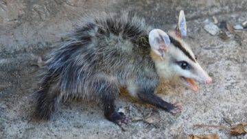 Top 15 Unexpectedly Funny Sounding Animals!