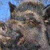 Top 15 STRANGEST Pigs You Won’t Believe Actually Exist!