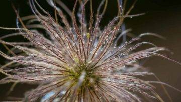 15 Strangest Plants In the World You Should NEVER Touch!