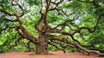 Top 15 STRANGEST Trees In The World!