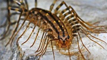 Top 10 Surprising Animal Attacks You Aren’t Ready For!