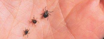 What Happens If You Get Bitten By Ticks? (1 MILLION Of Them)